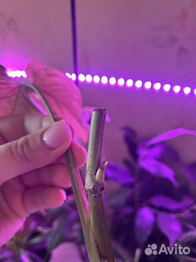 Сингониум Пинк Неон