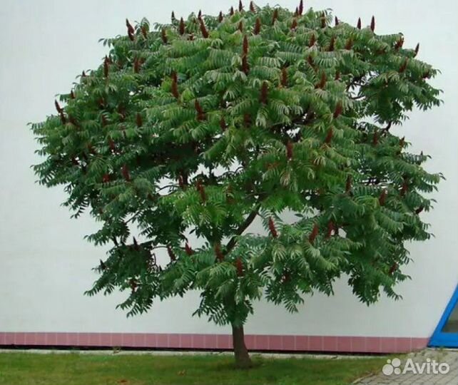 Саженцы Сумах -оленерогий