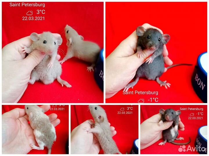 Крыса крысята дамбо разных окрасов