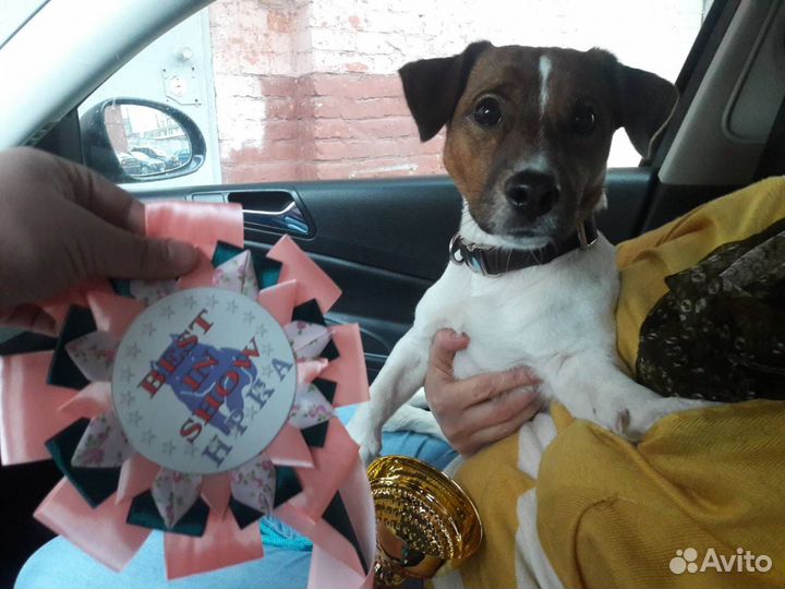 Вязка Джек рассел терьер