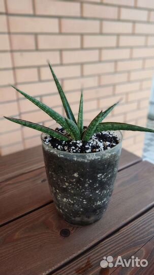 Сансевиерия