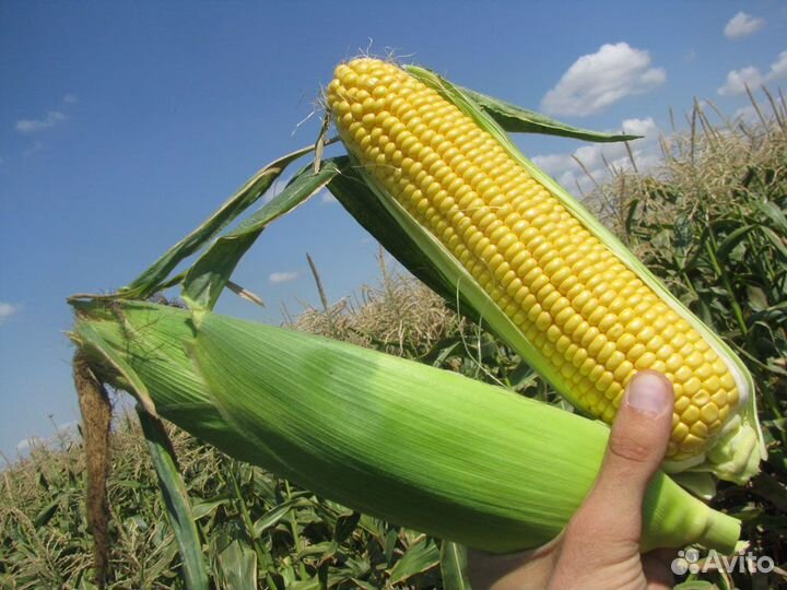 Семена Кукурузы 
