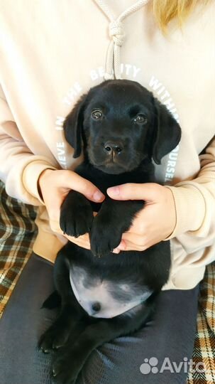 Щенки лабрадора ретривера