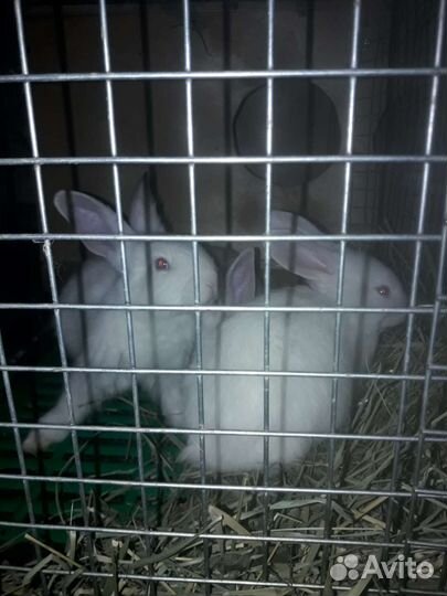 Кролики хиколь