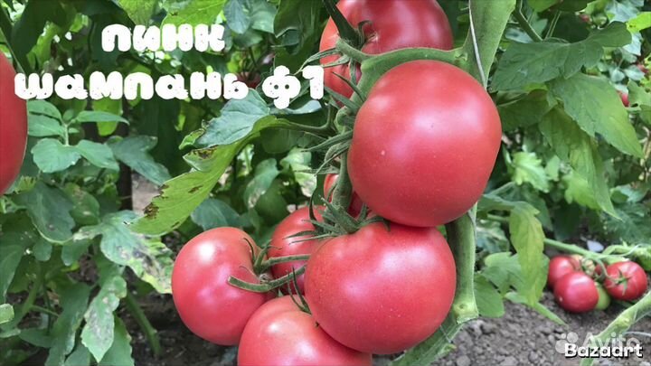 Рассада редких сортов томата