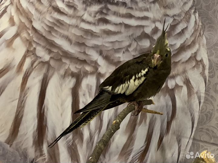 Попугайчики