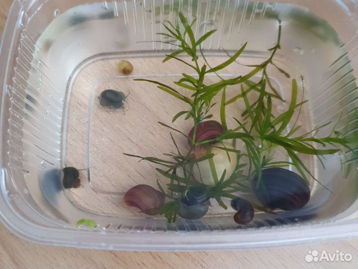 Улитки ампулярии