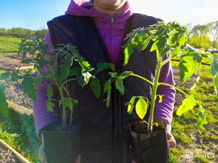 Рассада помидор огурцов перцев