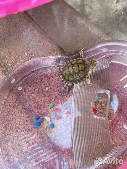 Черепашка красноухая