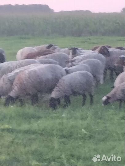 Овцы и быки