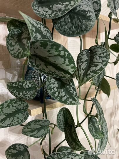 Сциндапсусы разные