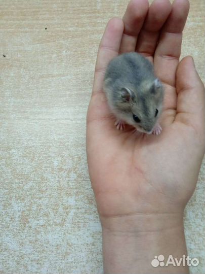 Сирийские и джунгарские хомяки