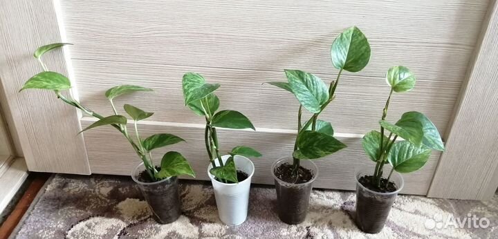 Сингониум Ред Харт, сциндапсус Марбл Квин