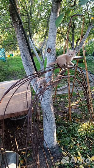 Отдаю 2 котов