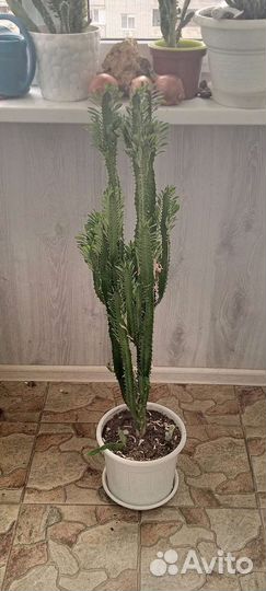 Кактусы и суккуленты