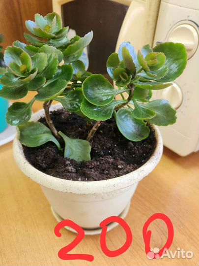 Каланхоэ цветущий