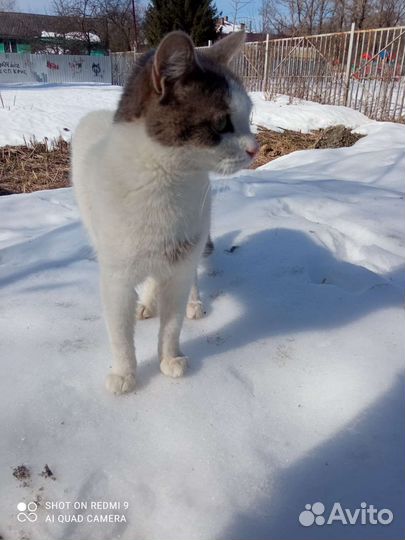 Кот Као- мани