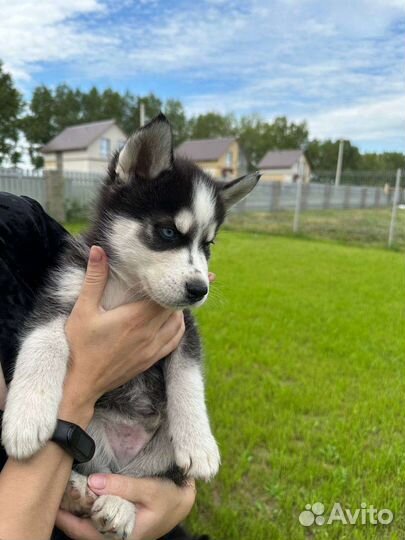Щенки Хаски