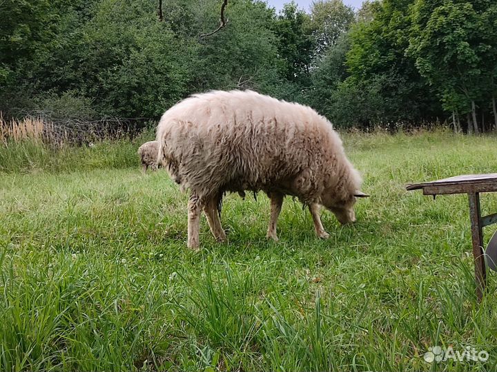 Баран Куйбышевский