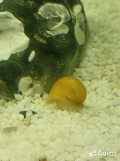 Улитки аквариумные