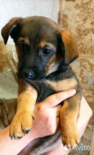 Щенок в добрые руки