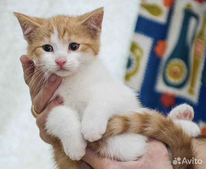 Рыжий котенок