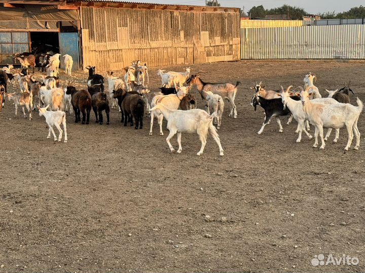 Козы с козлятами