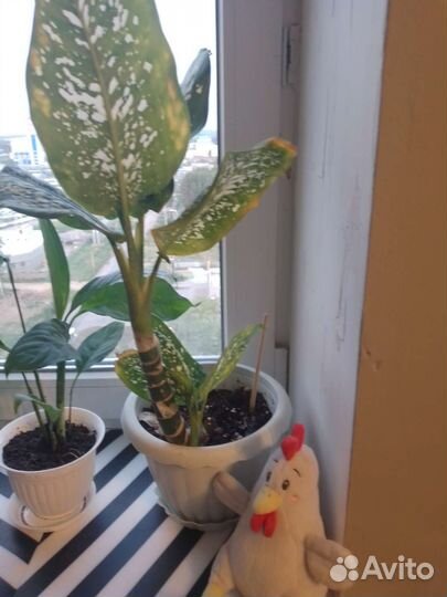 Диффенбахия