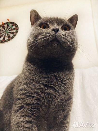 Кот для фотосессии