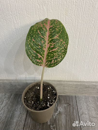 Аглаонема боксинг