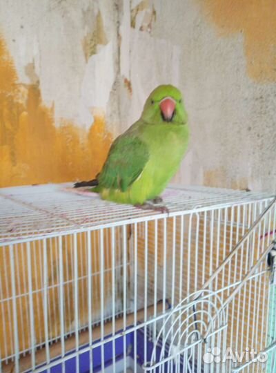 Ожереловый попугай