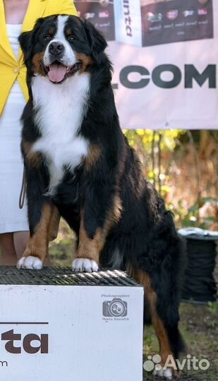 Вязка с Бернским зенненхундом