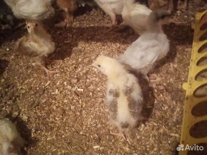 Цыплята подрощенные
