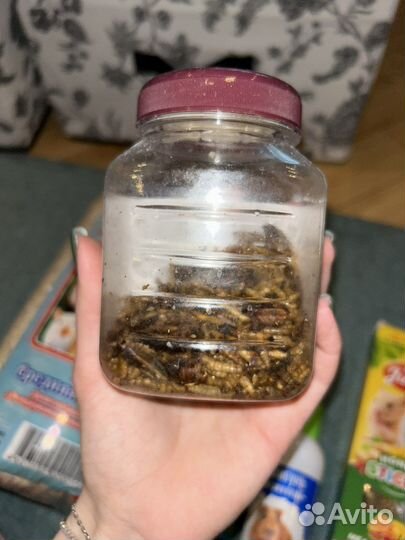 Набор доя морской свинки