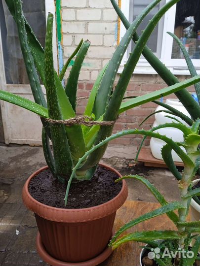 Алоэ, алое вера, лечебный