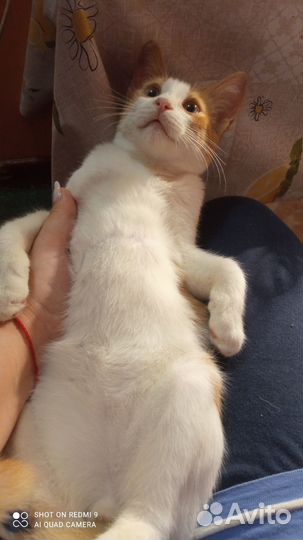 Теплый и рыжий (котенок в добрые руки)