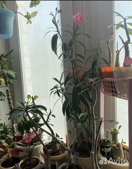 Олеанд нежно - розовый махровый