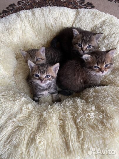 Котята