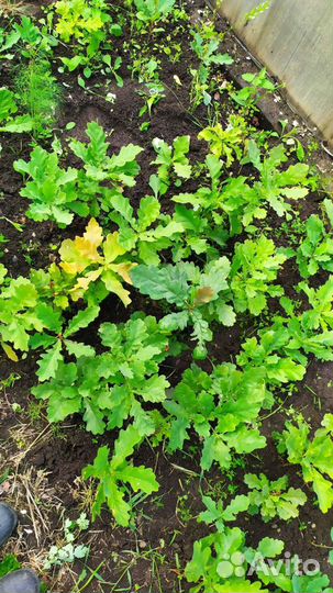 Саженцы дуба