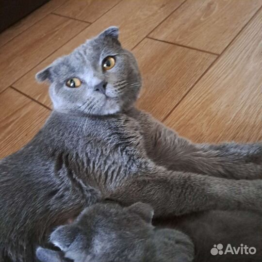 Шотландские вислоухие котята