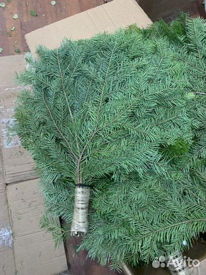 Веники пихтовые для здоровья,коробкой