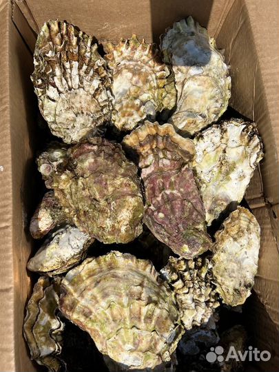 Устрица Хасанская (ракушка)