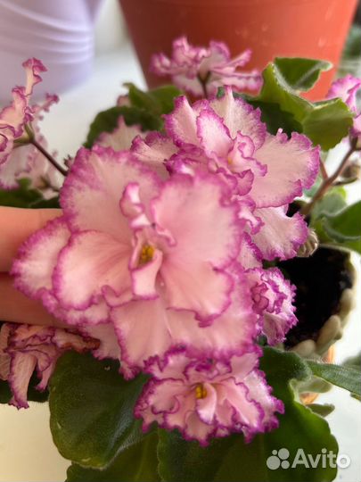 Фиалка сортовая