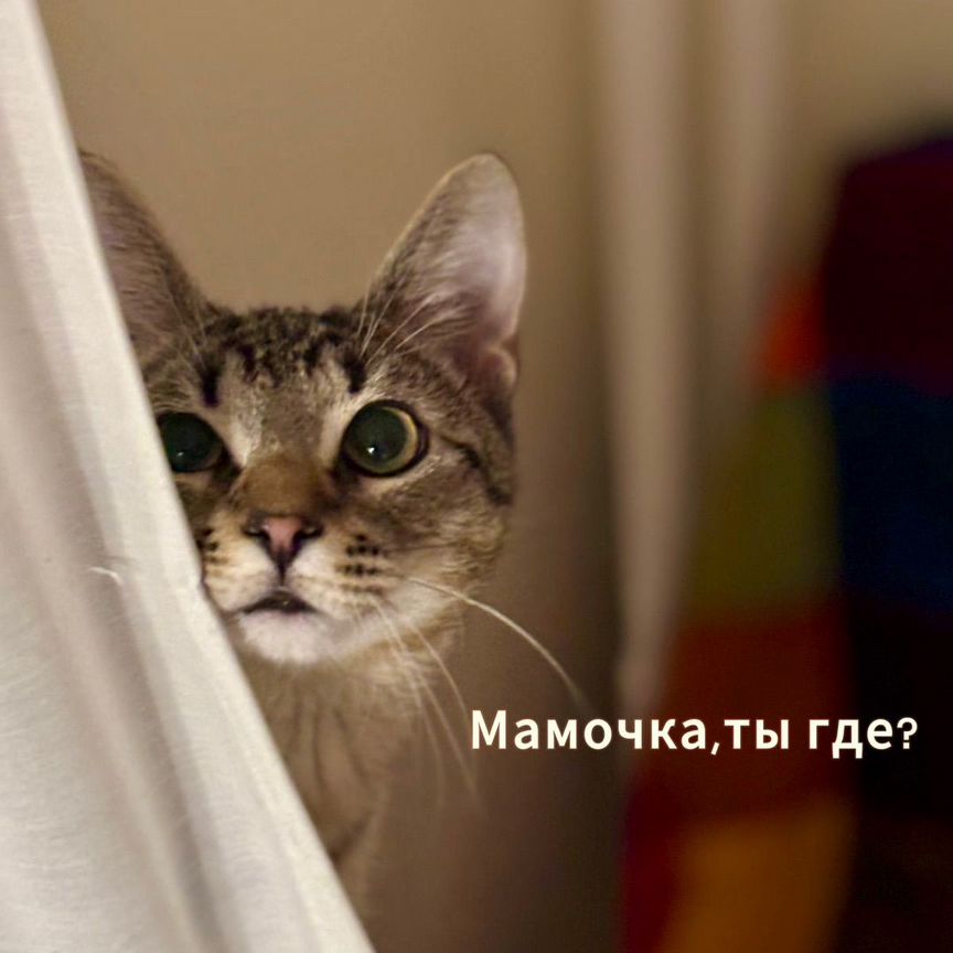 Котенок мальчик бесплатно