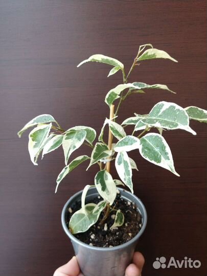 Фикус Бенджамина лавли, твилайт