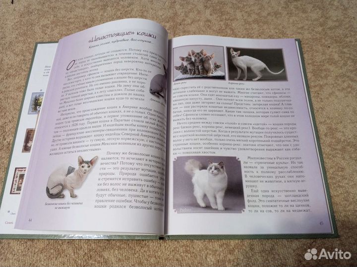 Книга о кошках и собаках