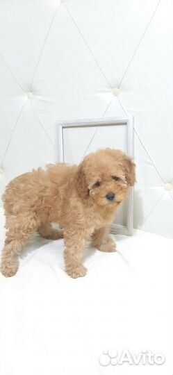 Той пудель щенок девочка