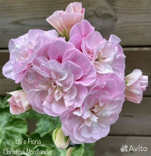 Пеларгония герань