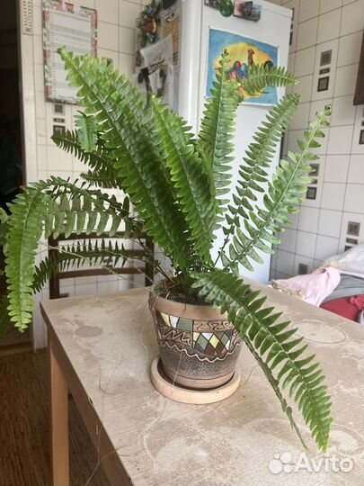 Папоротник