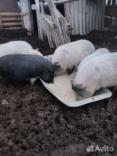 Вьетнамские поросята